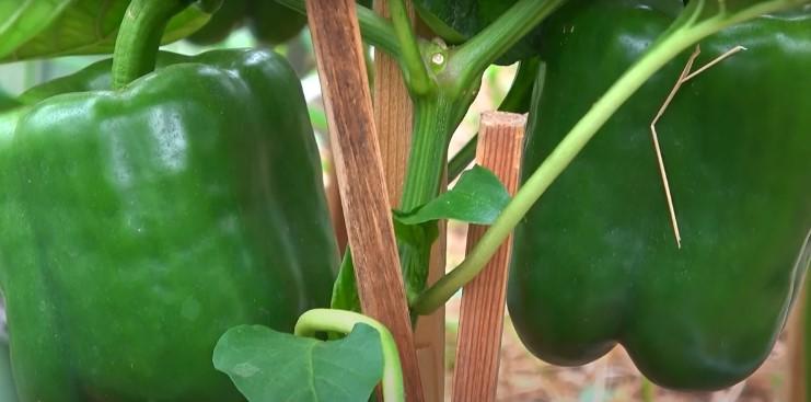 Перець радує врожаєм: чим його підживити зараз, щоб плоди були більшими і солодшими, а зав'язі більше