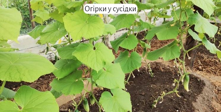 Чим я підживлюю огірки. Чому без гною вони у мене ростуть краще, ніж у сусідки