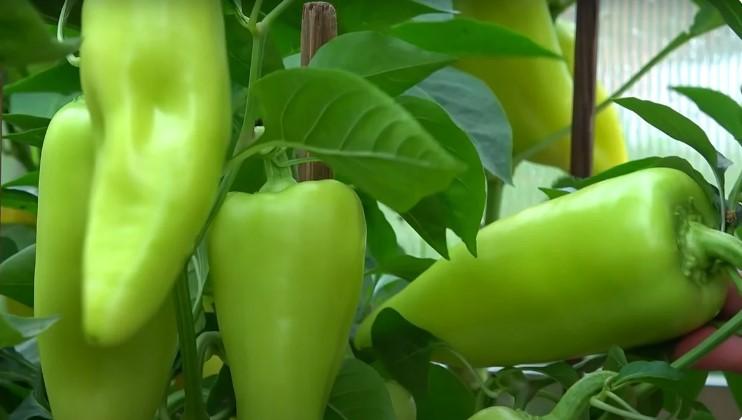 Перець радує врожаєм: чим його підживити зараз, щоб плоди були більшими і солодшими, а зав'язі більше