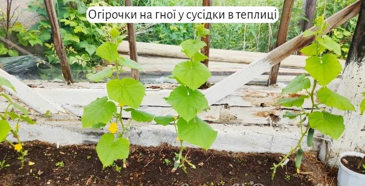 Чим я підживлюю огірки. Чому без гною вони у мене ростуть краще, ніж у сусідки