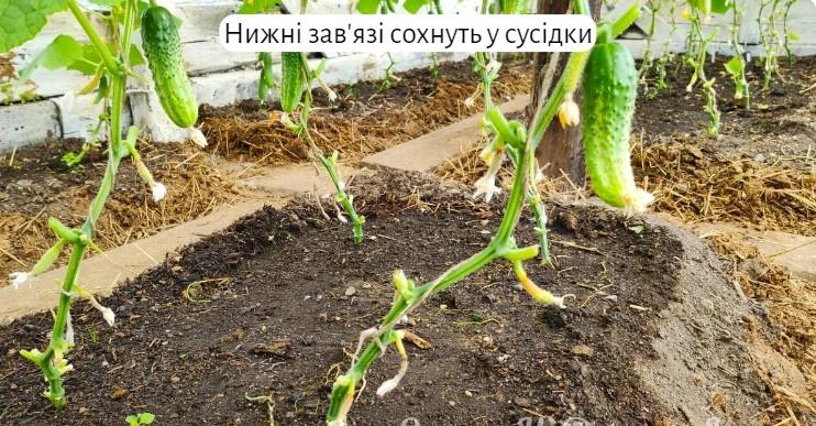 Чим я підживлюю огірки. Чому без гною вони у мене ростуть краще, ніж у сусідки