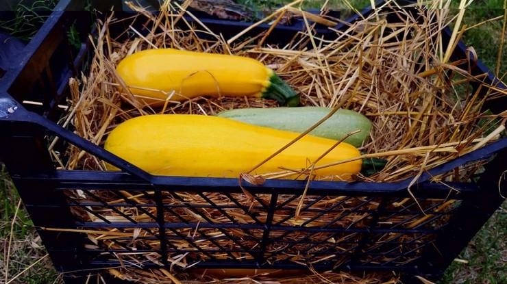 Зберігаємо кабачки до Нового Року свіжими. Це дуже просто, ділимося секретами