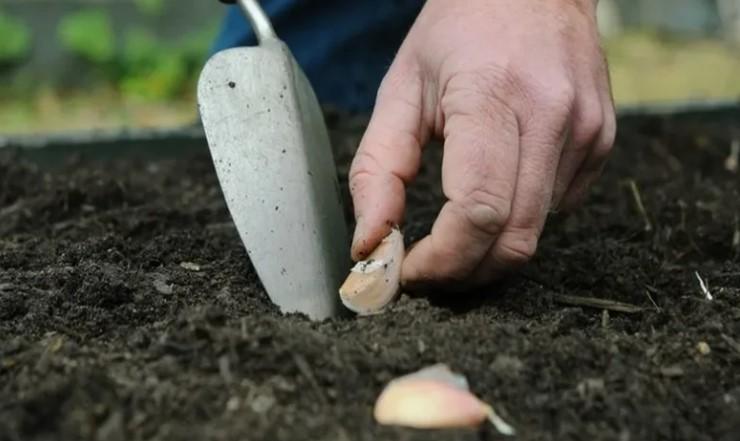 Після яких культур найкраще садити Часник, щоб не залишитися без урожаю