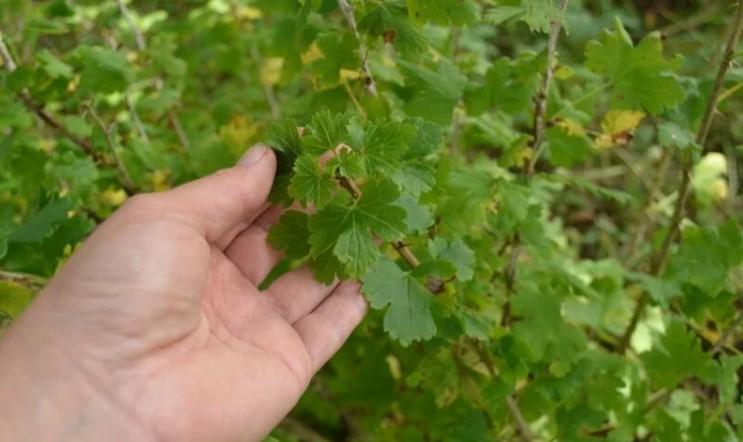 Як доглядати за дорослим кущем аґрусу після збору врожаю