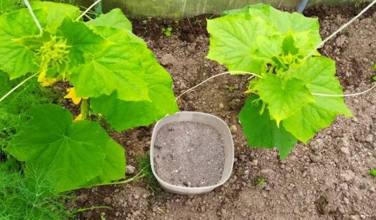 Що роблю в серпні, щоб огірки плодоносили в теплиці до осені