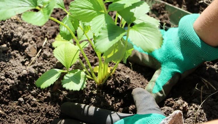 Як правильно посадити полуницю в серпні, щоб кущики встигли вкоренитися до приходу холодів і без проблем перезимували