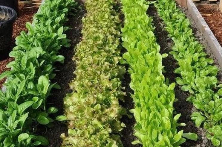 Чим можна засіяти грядку після прибирання часнику, щоб встигло вирости?