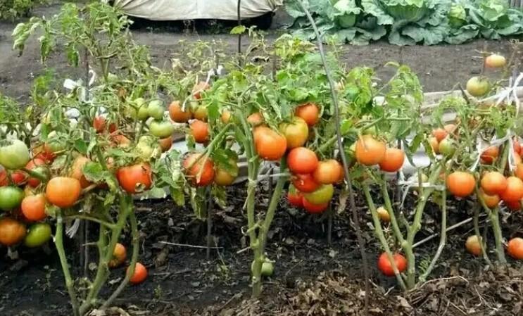 Помідори будуть цукровими, солодкими: три справи для помідорів, які в серпні прискорять дозрівання і поліпшать смак