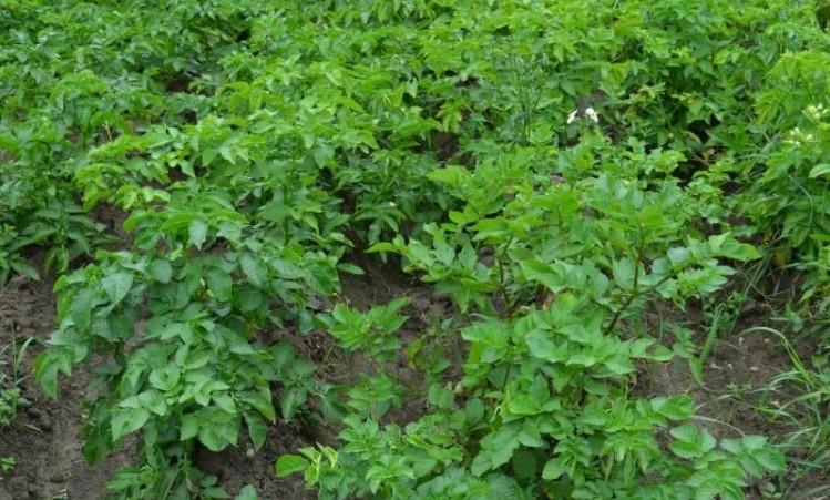 Чи потрібно зрізати бадилля картоплі перед збиранням. Ознаки дозрівання картоплі