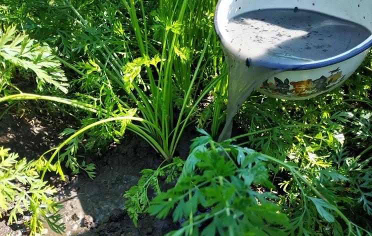 Морква. Чим підживити в серпні, щоб отримати гідний урожай соковитих і корисних коренеплодів