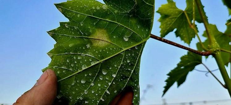 Чому у Вас не виходить вилікувати свій виноград!