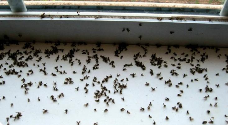 Я назавжди позбулася від мух, комарів і мошкарі в будинку. Раджу скористатися цією простою порадою