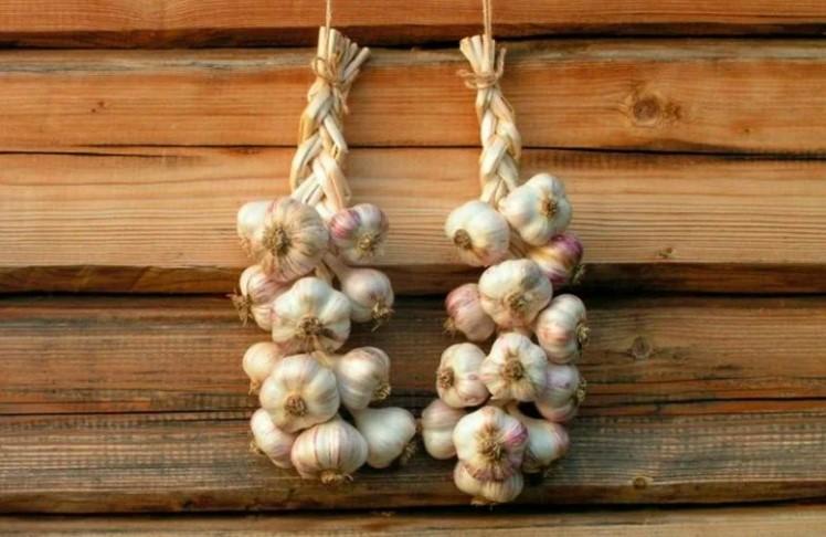 Дієві способи зберегти часник до весни в домашніх умовах