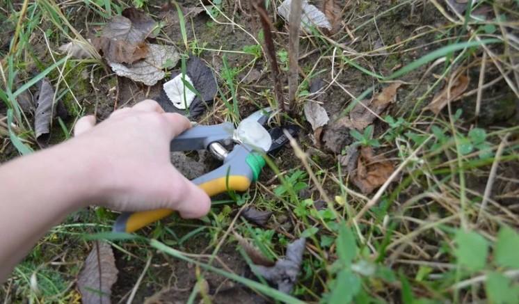 Як доглядаю за малиною в серпні для великого врожаю на майбутній рік