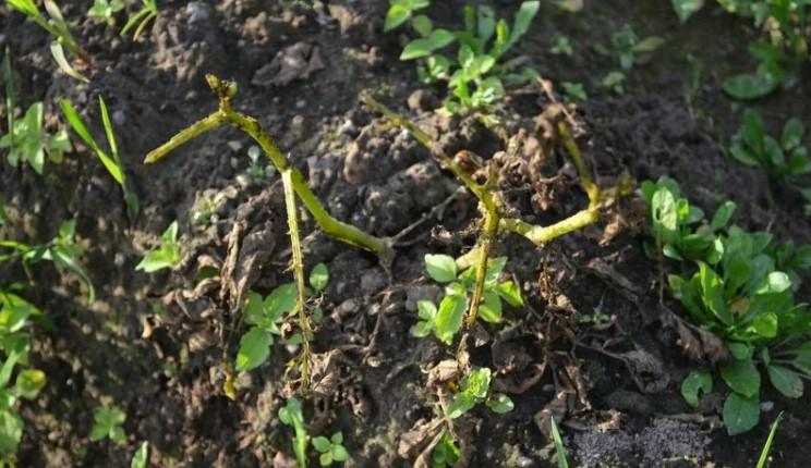 Чи потрібно зрізати бадилля картоплі перед збиранням. Ознаки дозрівання картоплі