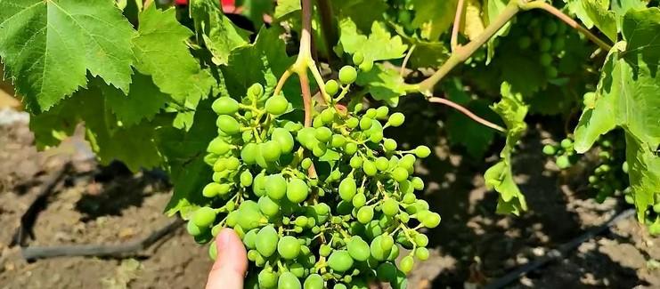 Чому у Вас не виходить вилікувати свій виноград!