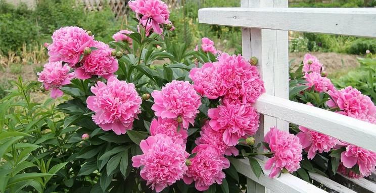 Серпень - час удобрити півонії. Всього одне підживлення і чекайте пишне цвітіння в наступному році