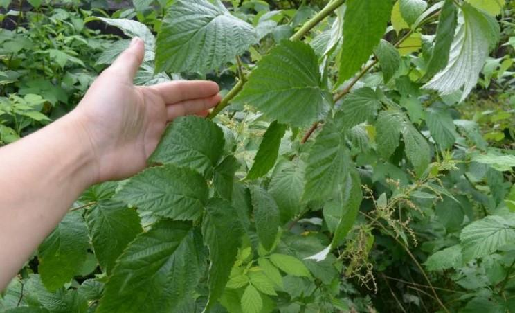 Як доглядаю за малиною в серпні для великого врожаю на майбутній рік