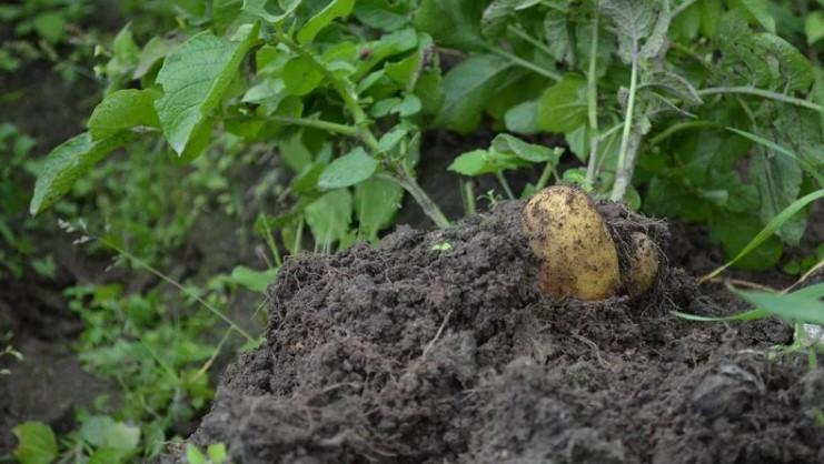 Чи потрібно зрізати бадилля картоплі перед збиранням. Ознаки дозрівання картоплі