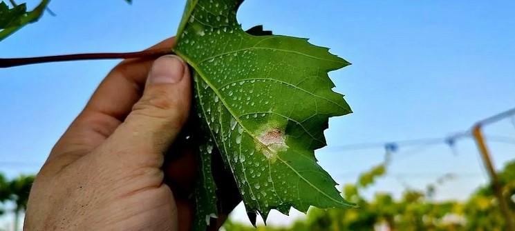Чому у Вас не виходить вилікувати свій виноград!