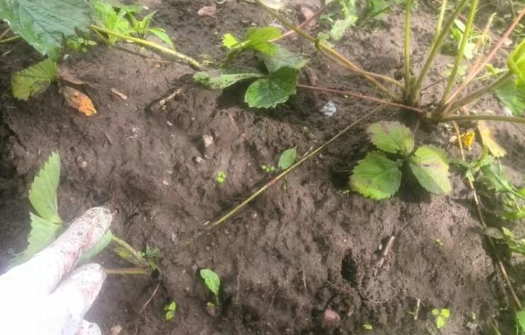 Як розмножити полуницю, щоб на майбутній рік збирати урожай. Відбираю кращі вуса