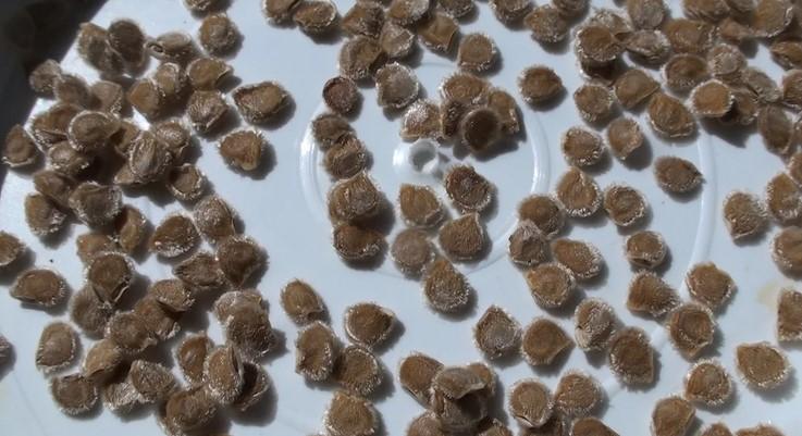 Зараз найкращий час для збору насіння помідорів