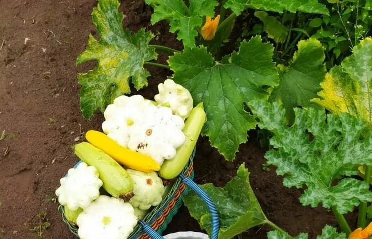 Чому кабачки гниють на кущі. Основні причини