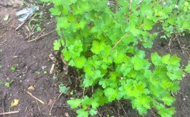 Як доглядати за дорослим кущем аґрусу після збору врожаю