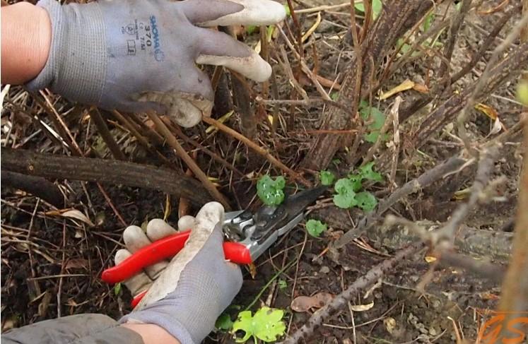 Як омолодити смородину? Осінь - кращий для цього час