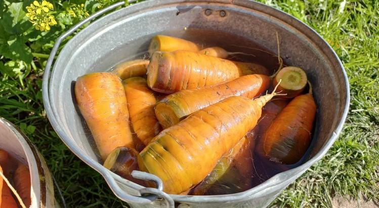 Завдяки цьому способу морква добре зберігається в теплому льоху або на лоджії