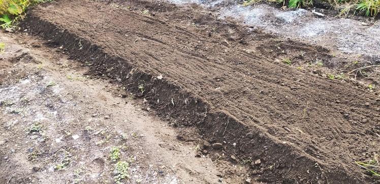 Вирощую 300 головок часнику. Розповідаю як саджу, що я з ним роблю і які плани