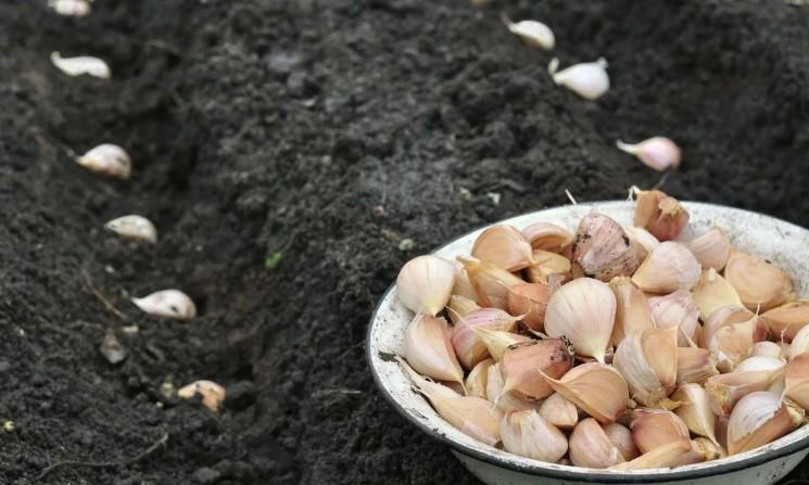 Кращі дні для посадки озимого часнику за місячним календарем у вересні 2021