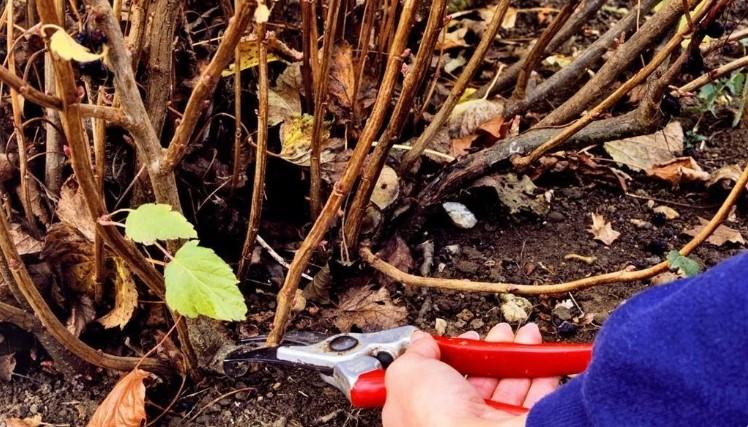 Чотири важливих справи, які потрібно встигнути зробити зі смородиною до настання холодів