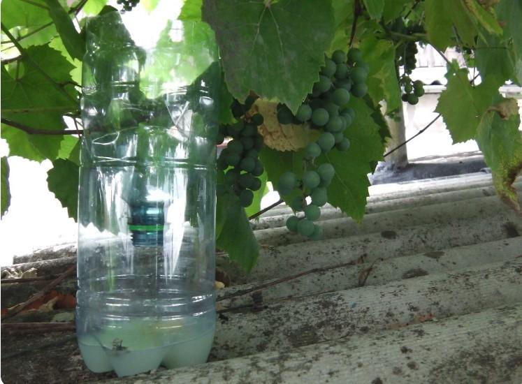Як уберегти виноград від осів і шершнів: 3 способи