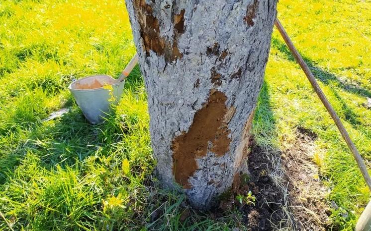 Як замазую пошкоджений стовбур яблуні, щоб зберегти дерево. Найкращий розчин