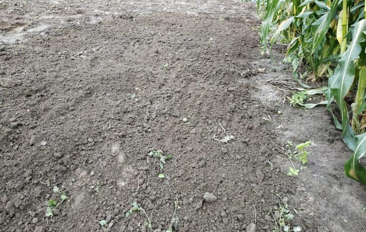 Знезараження грядок після збору врожаю