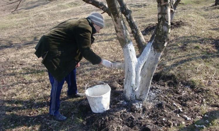 Скоро білити дерева: супер-рецепт стійкої поживної суміші, яка збережеться до весни