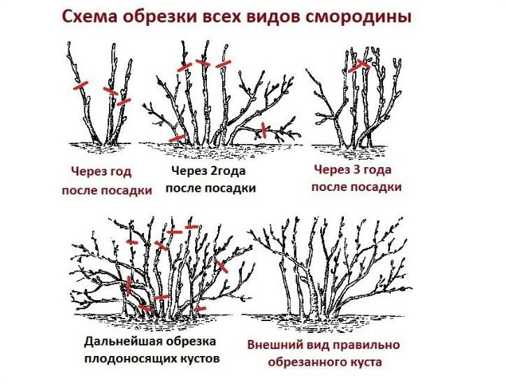 Осіння обрізка смородини: дуже важлива процедура для щедрого урожаю в майбутньому році