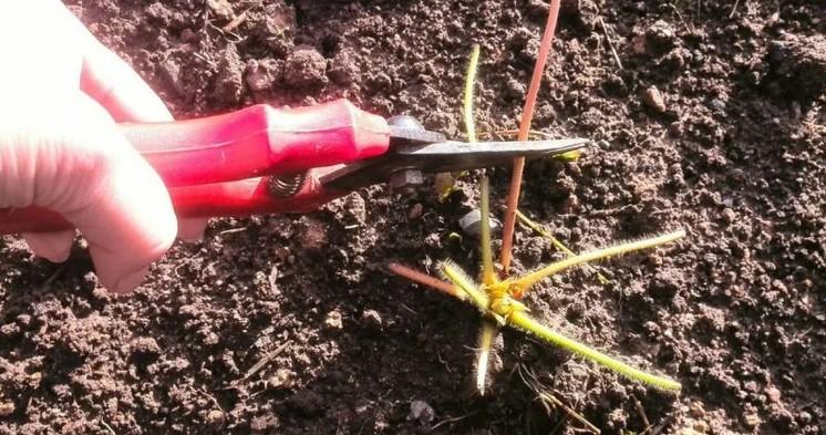 5 причин, чому не можна обрізати полуницю в вересні