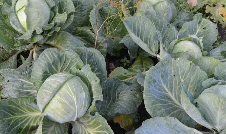 Чому тріскаються качани капусти на корені. 3 методи врятувати урожай