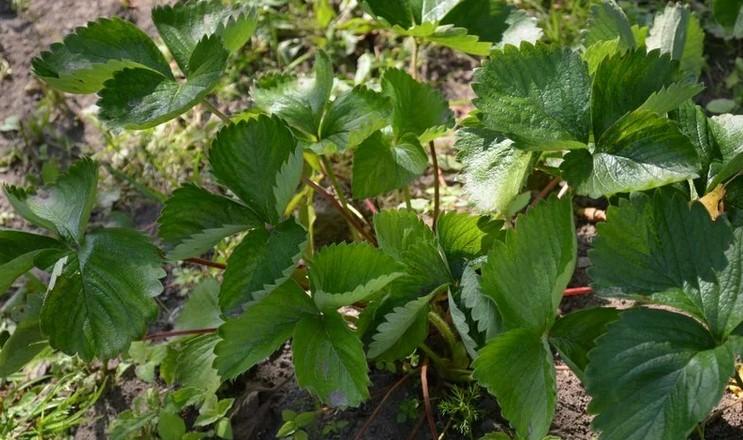 5 причин, чому не можна обрізати полуницю в вересні