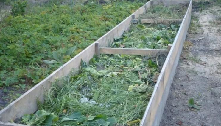 Чому я ніколи не викидаю бадилля моркви, помідорів і буряка після збору врожаю