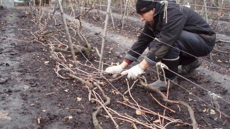 Що робити з виноградом після збору врожаю? Правильна підготовка лози до зимівлі