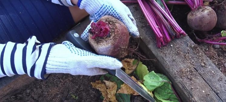 Знайшли найкращий спосіб зберігання буряків і моркви на зиму