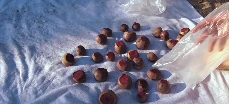 Знайшли найкращий спосіб зберігання буряків і моркви на зиму