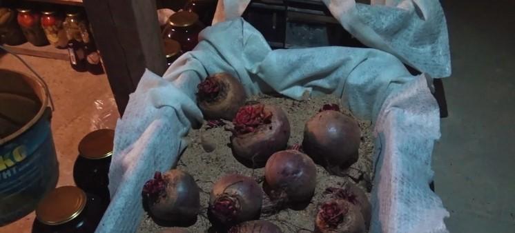 Знайшли найкращий спосіб зберігання буряків і моркви на зиму