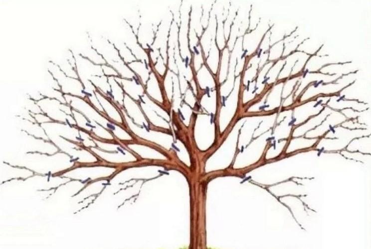 Розповідаю, як я обрізаю плодові дерева у себе на дачі