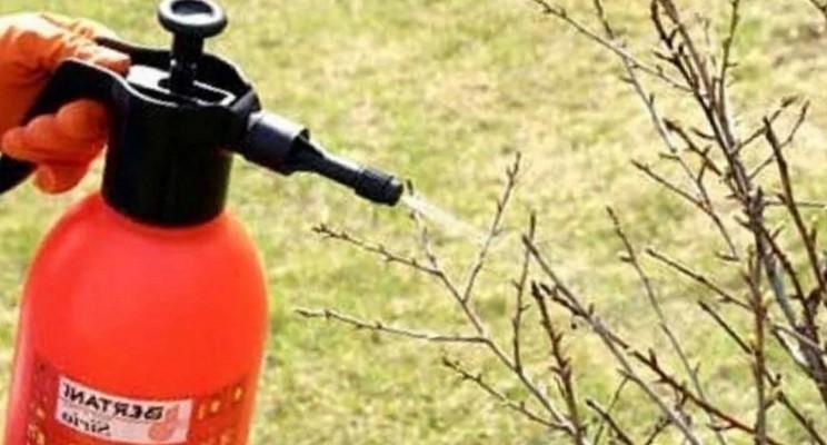 Ця обробка саду в кінці сезону дозволяє позбутися він різних захворювань рослин