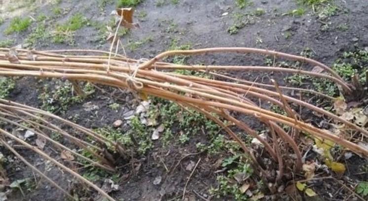 Проста підготовка малини до зими. Я все роблю саме так