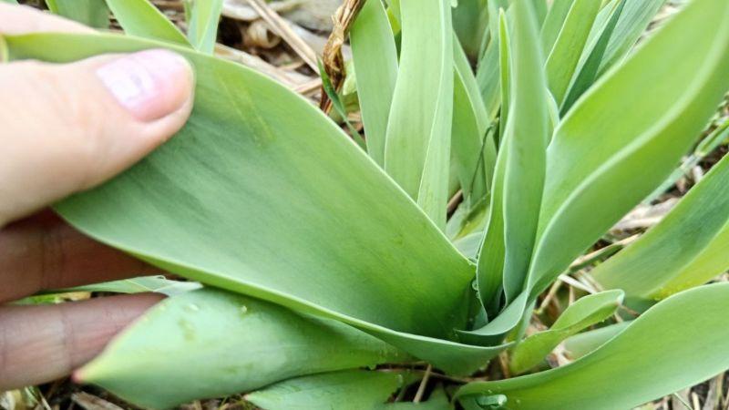 10 г на 10 л води і тюльпани будуть пишно та довго цвісти